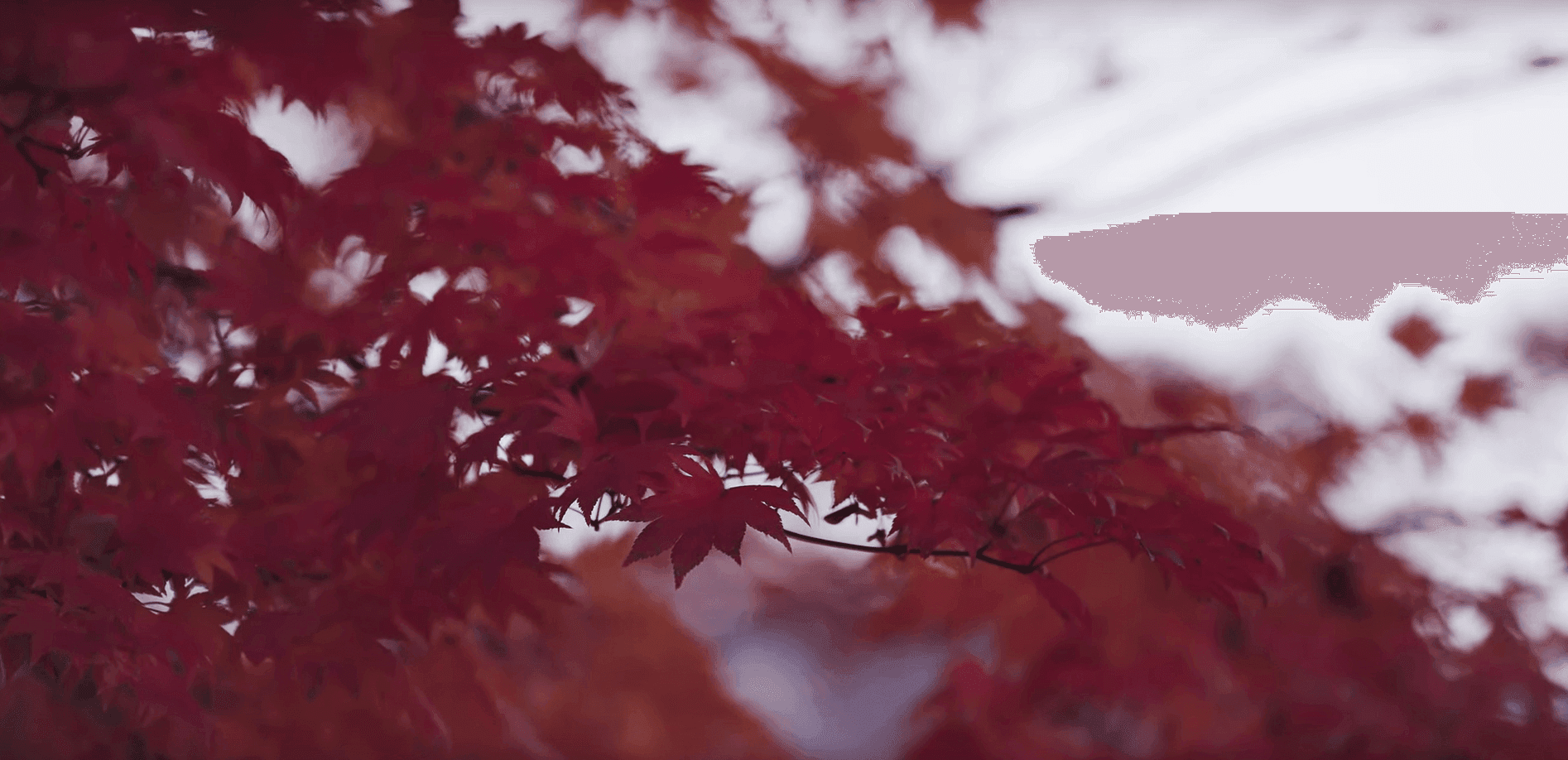 乗鞍高原・大カエデ_8K