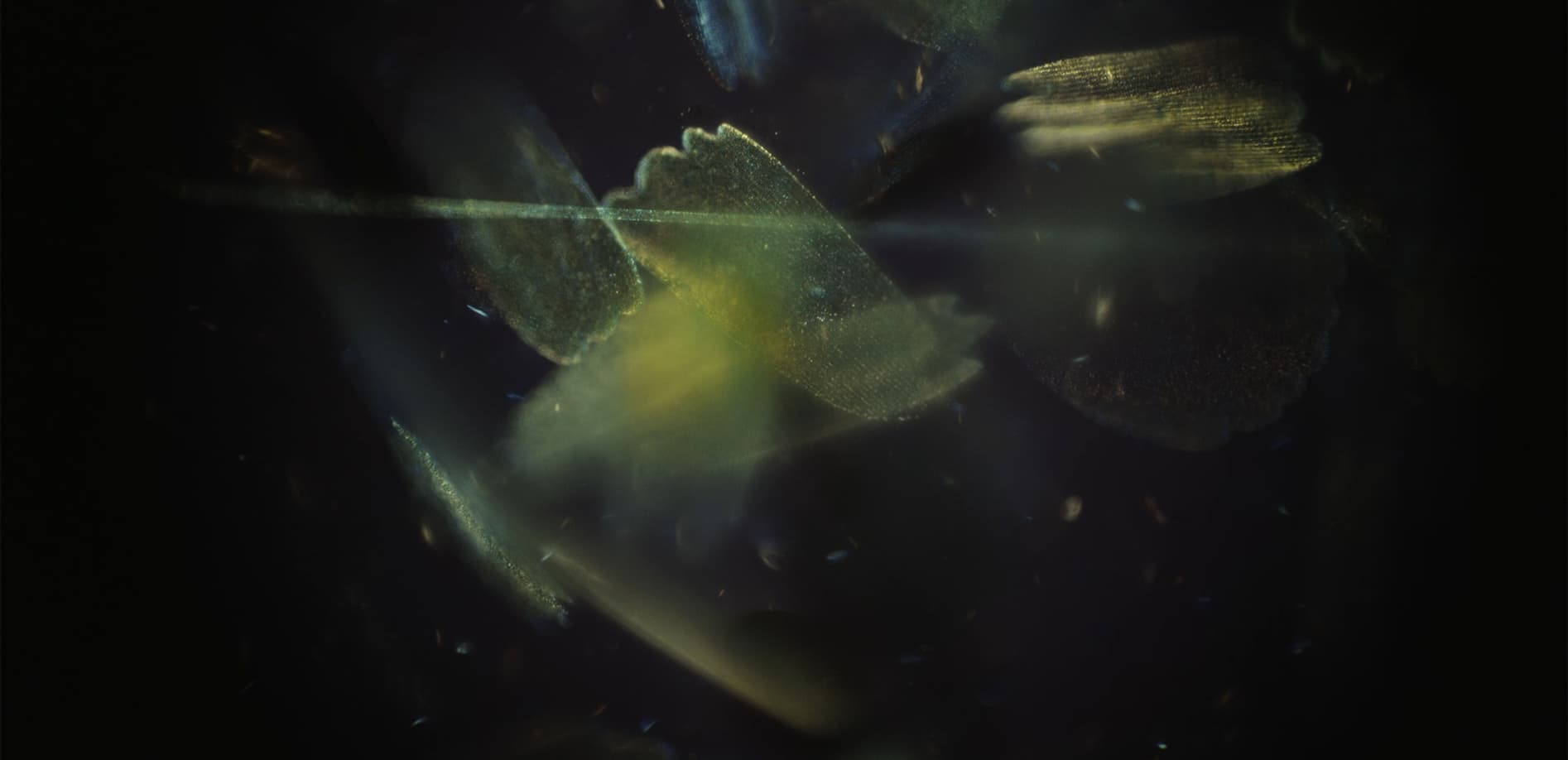 ミクロの世界 昆虫たち_8K