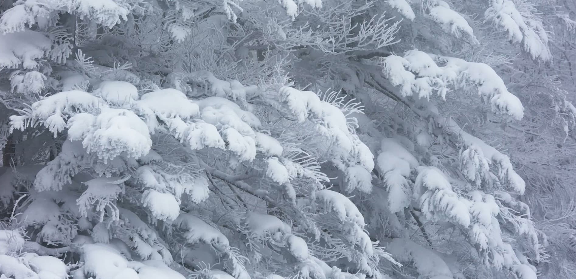 山形 蔵王 雪景色_8K