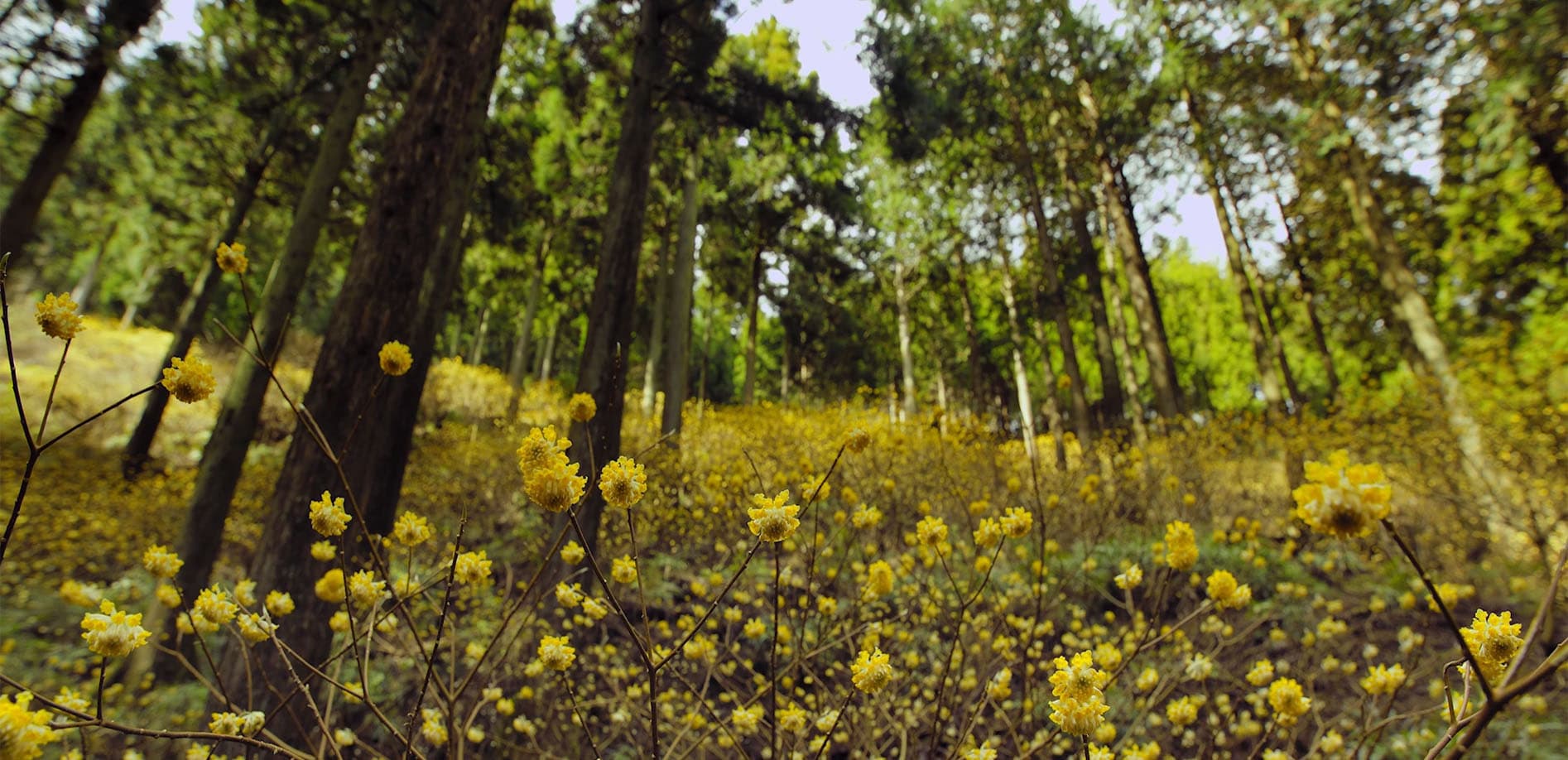 厚木・不動尻ミツマタ群生地_8K