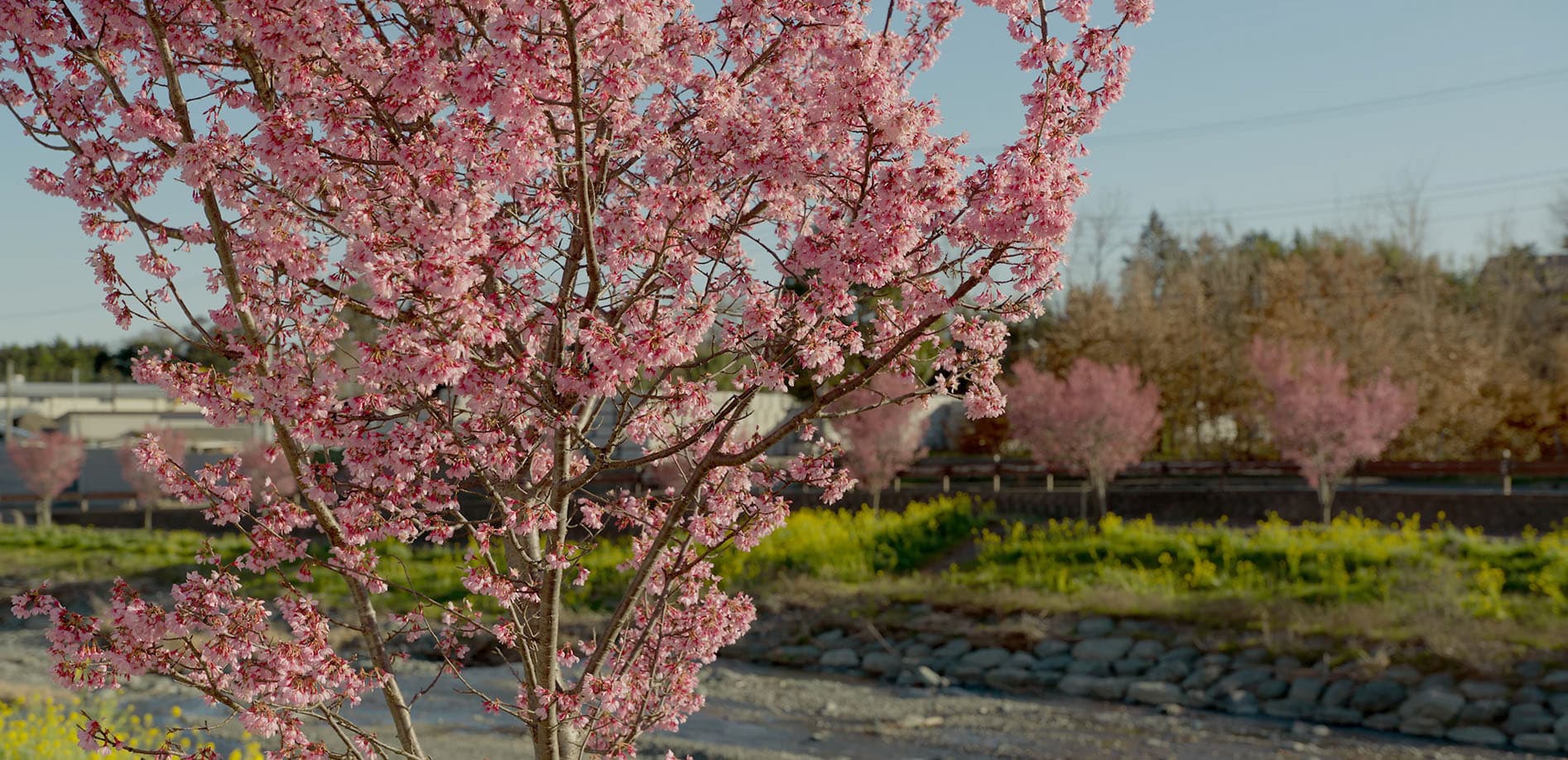 秦野・水無川 春の花_8K