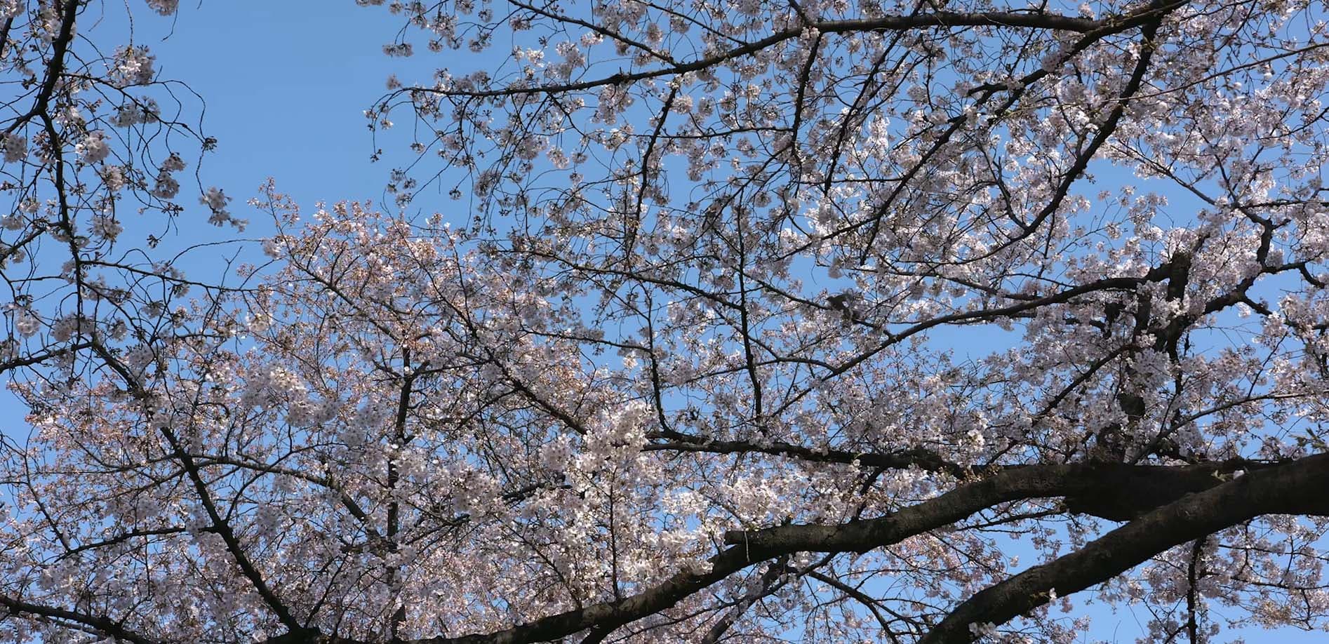 桜の名所 新宿御苑_8K