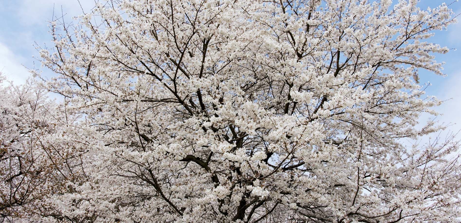 埼玉 権現堂堤の桜_8K