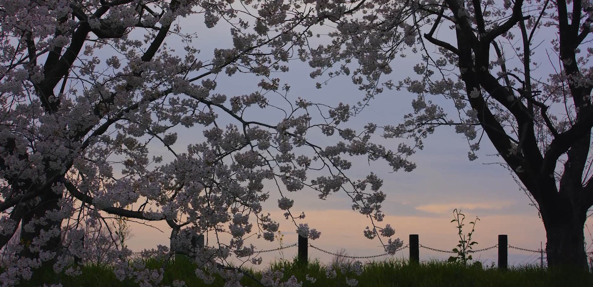 埼玉 南栗橋桜並木_8K