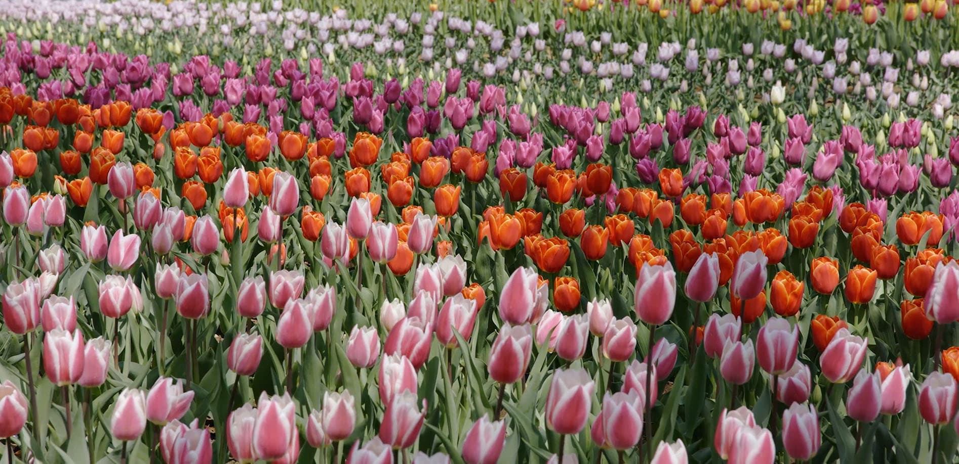 昭和記念公園 チューリップ_8K