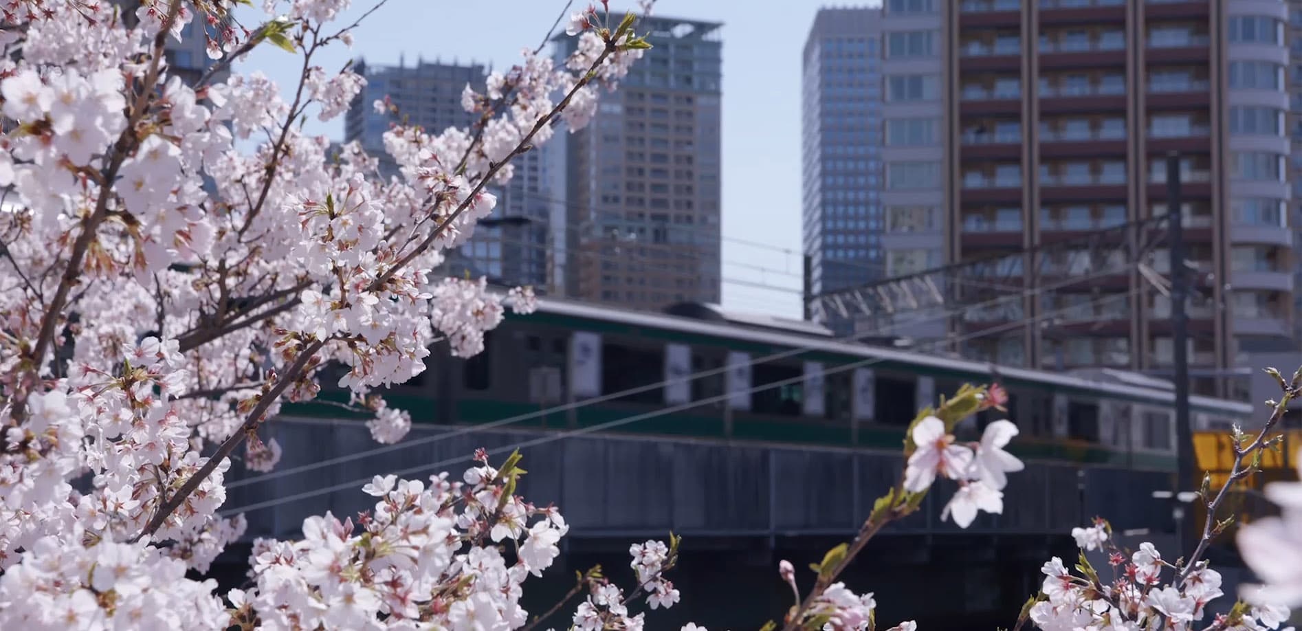 令和 目黒川沿いの桜_8K 　