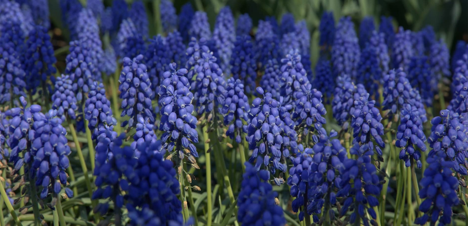 昭和記念公園 春の花々_8K