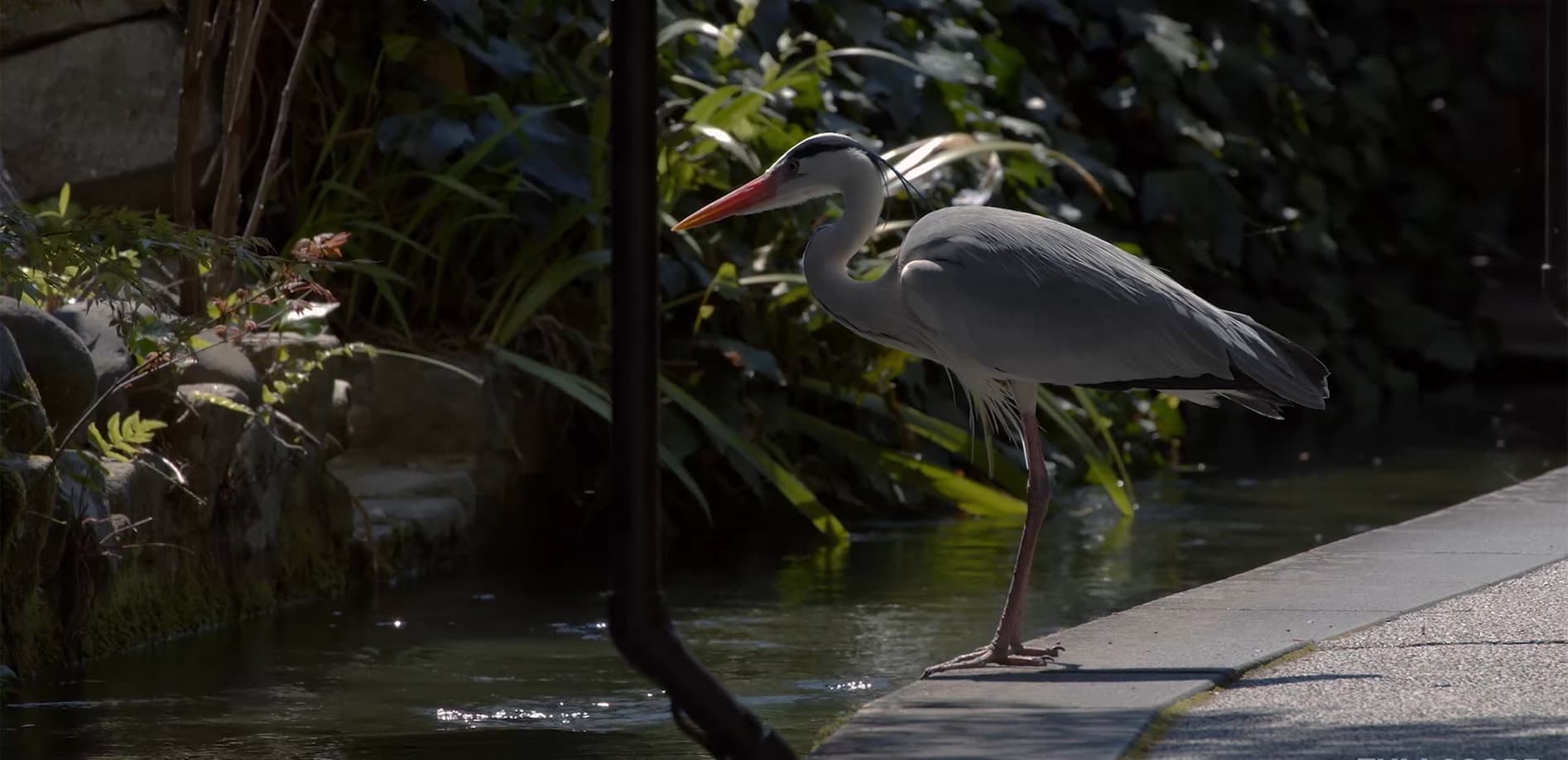 清流と名水の城下町 郡上八幡_8K