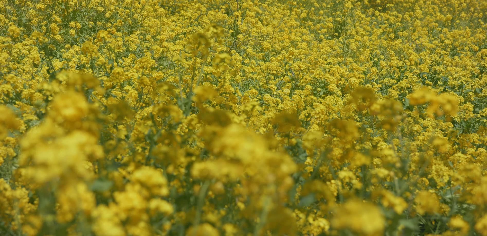 群馬 赤城南面千本桜_8K