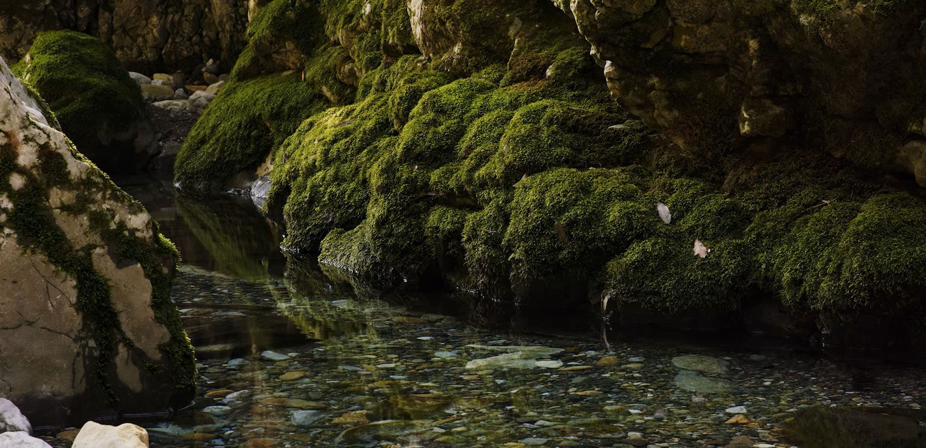 岐阜・円原川の朝_8K