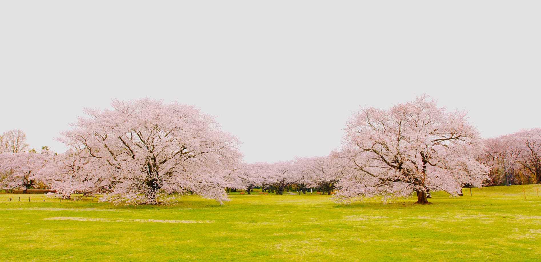 昭和記念公園 桜の園_8K