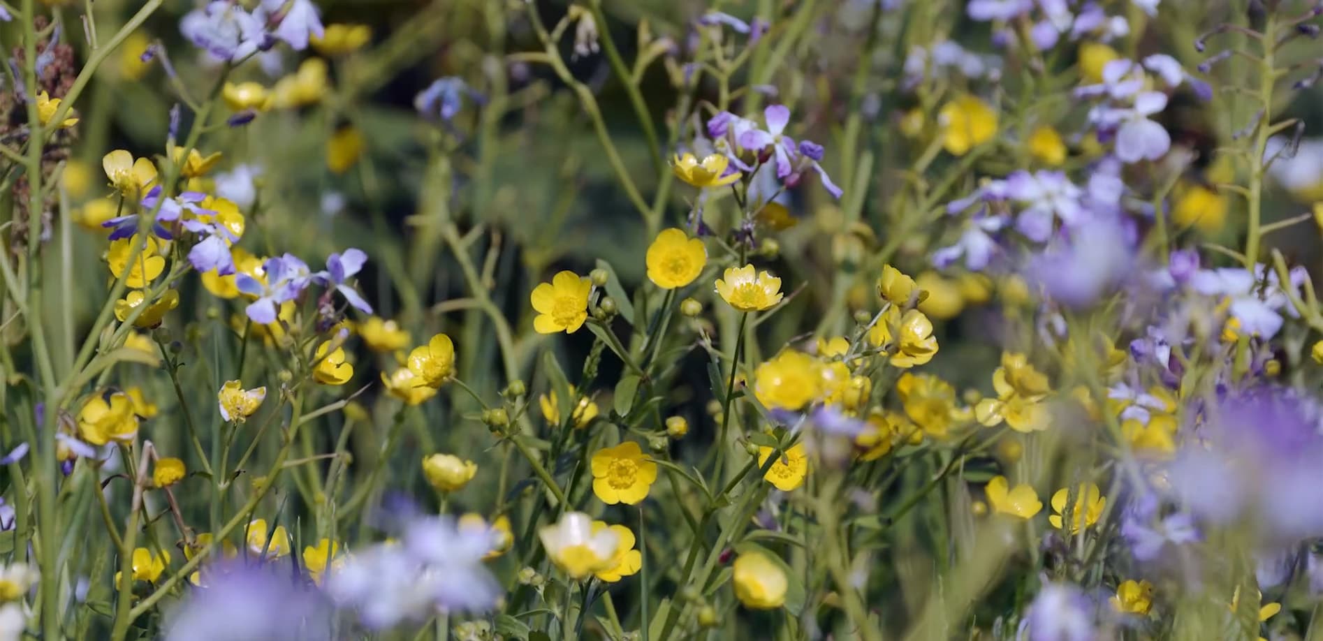 福井 野花咲く越前海岸_8K
