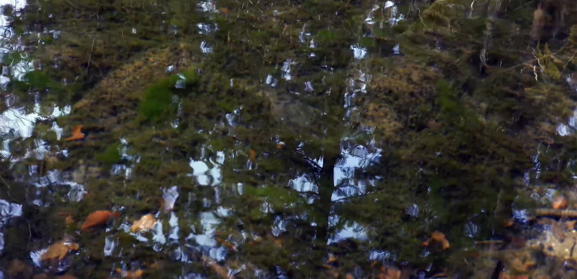 新潟の湧水 龍ヶ窪_8K