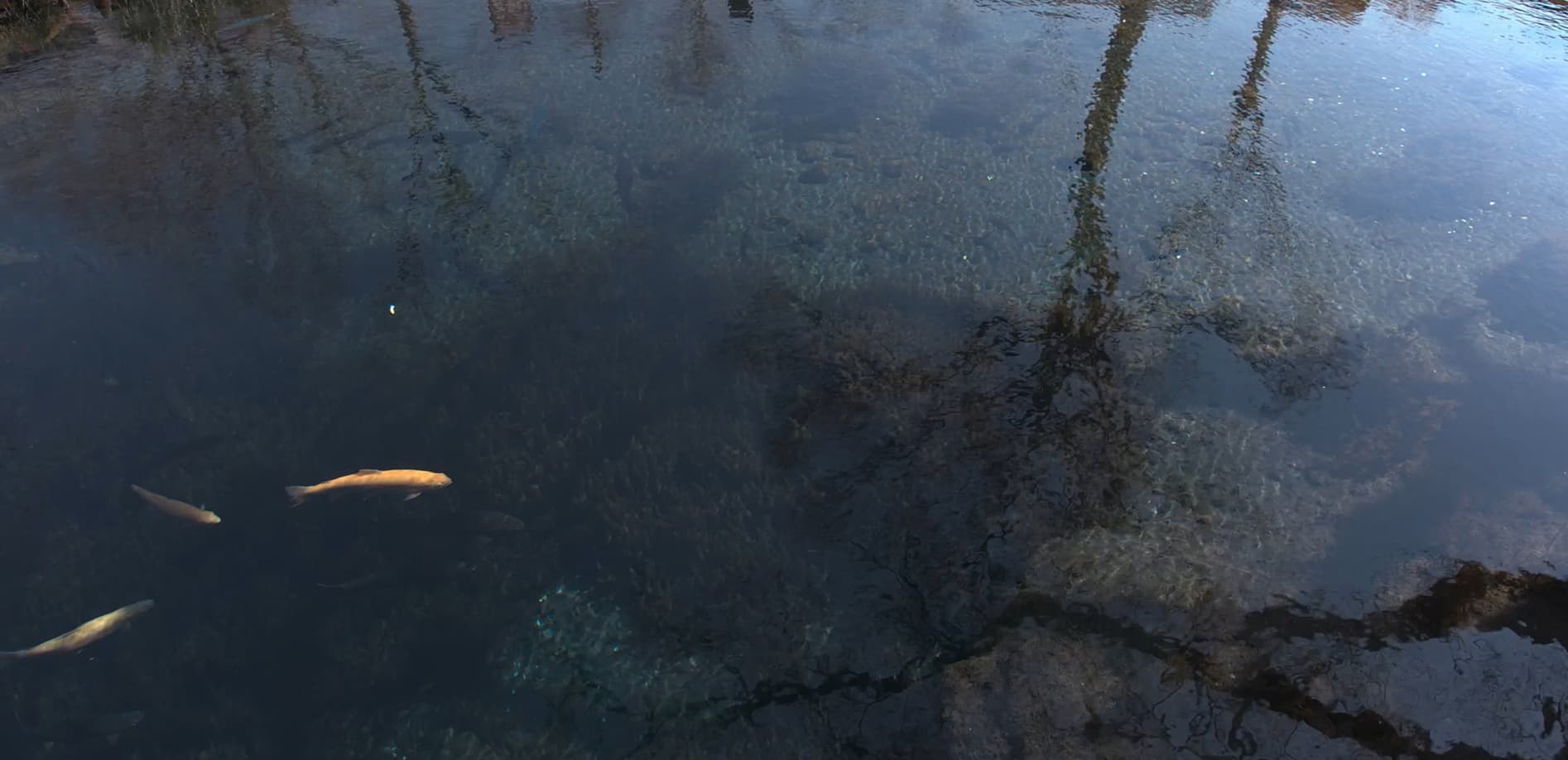 山梨 忍野八海_8K