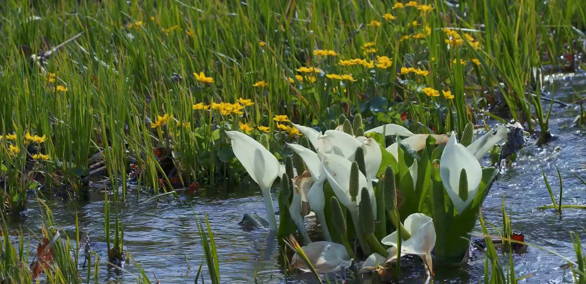 尾瀬ヶ原_生物の楽園_8K