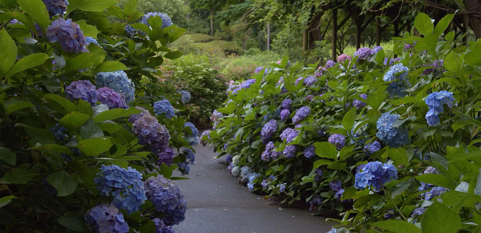 府中 あじさいの庭_8K