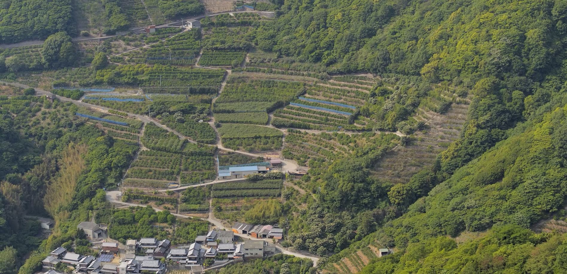 香川 海辺の街 初夏の段畑を飛ぶ_8K