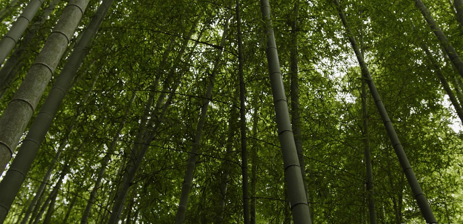 幽玄の竹林_8K