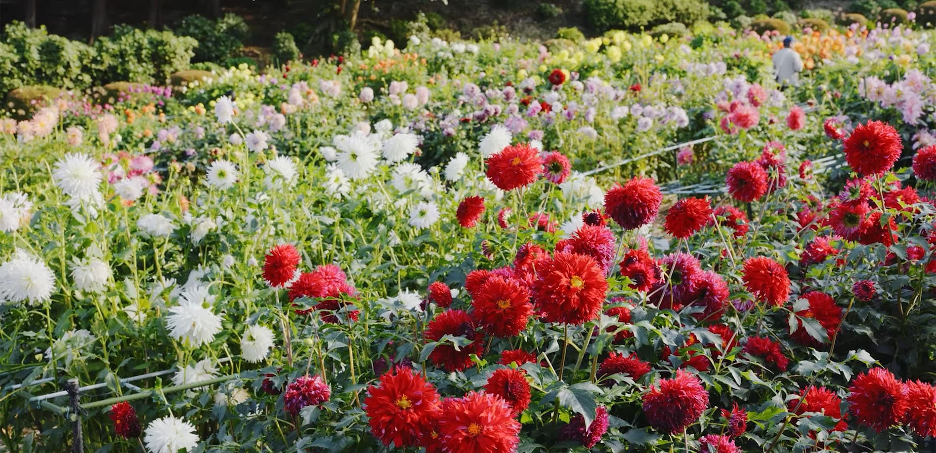 華麗な花 ダリア_8K