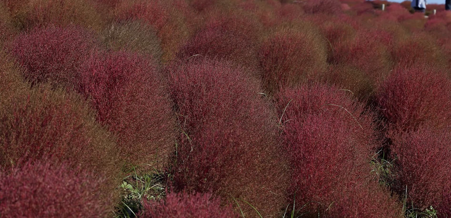 秋の絶景 コキア_8K