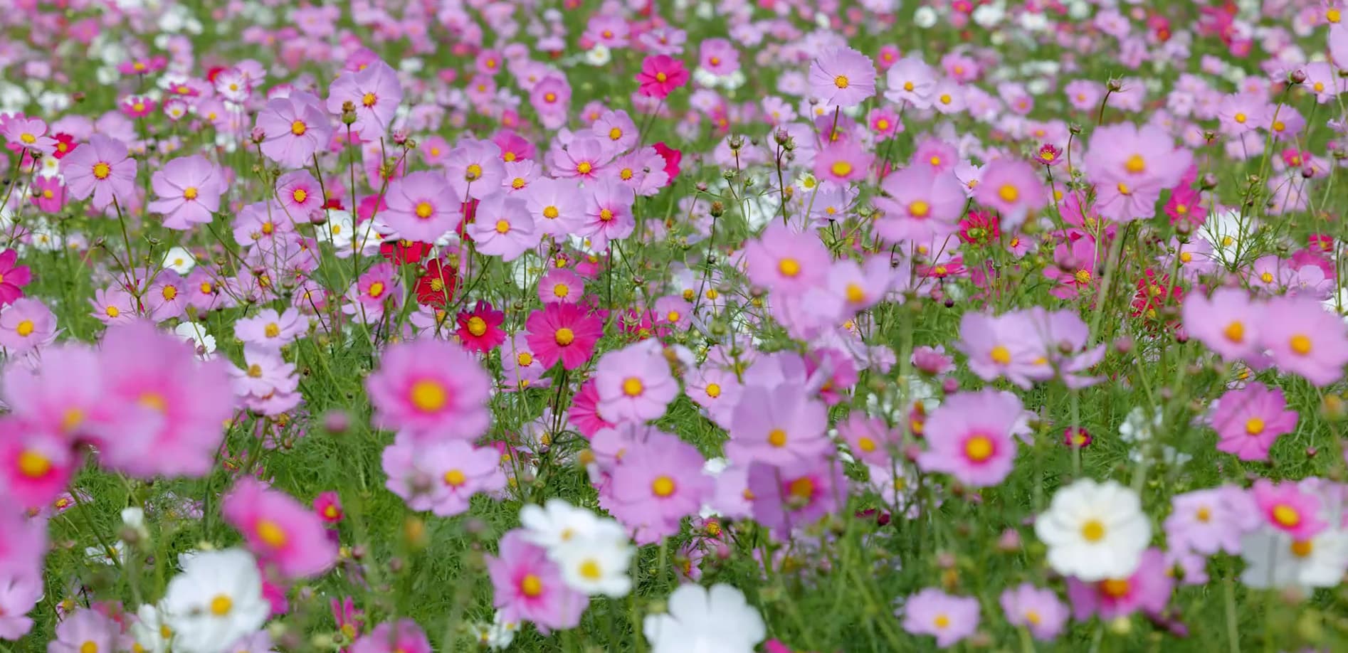 コスモスワールド_8K 