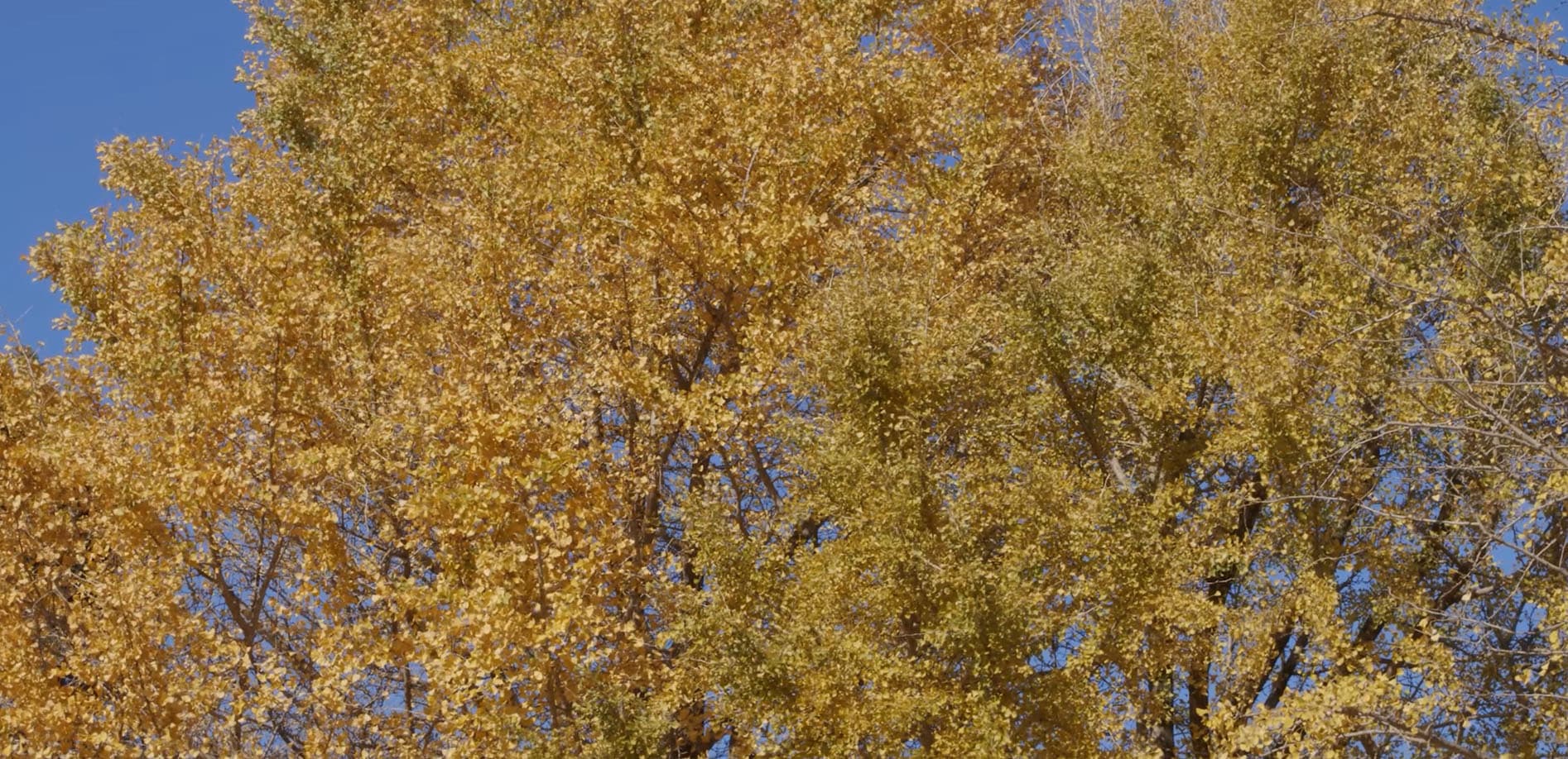 イチョウ 黄金の輝き_8K