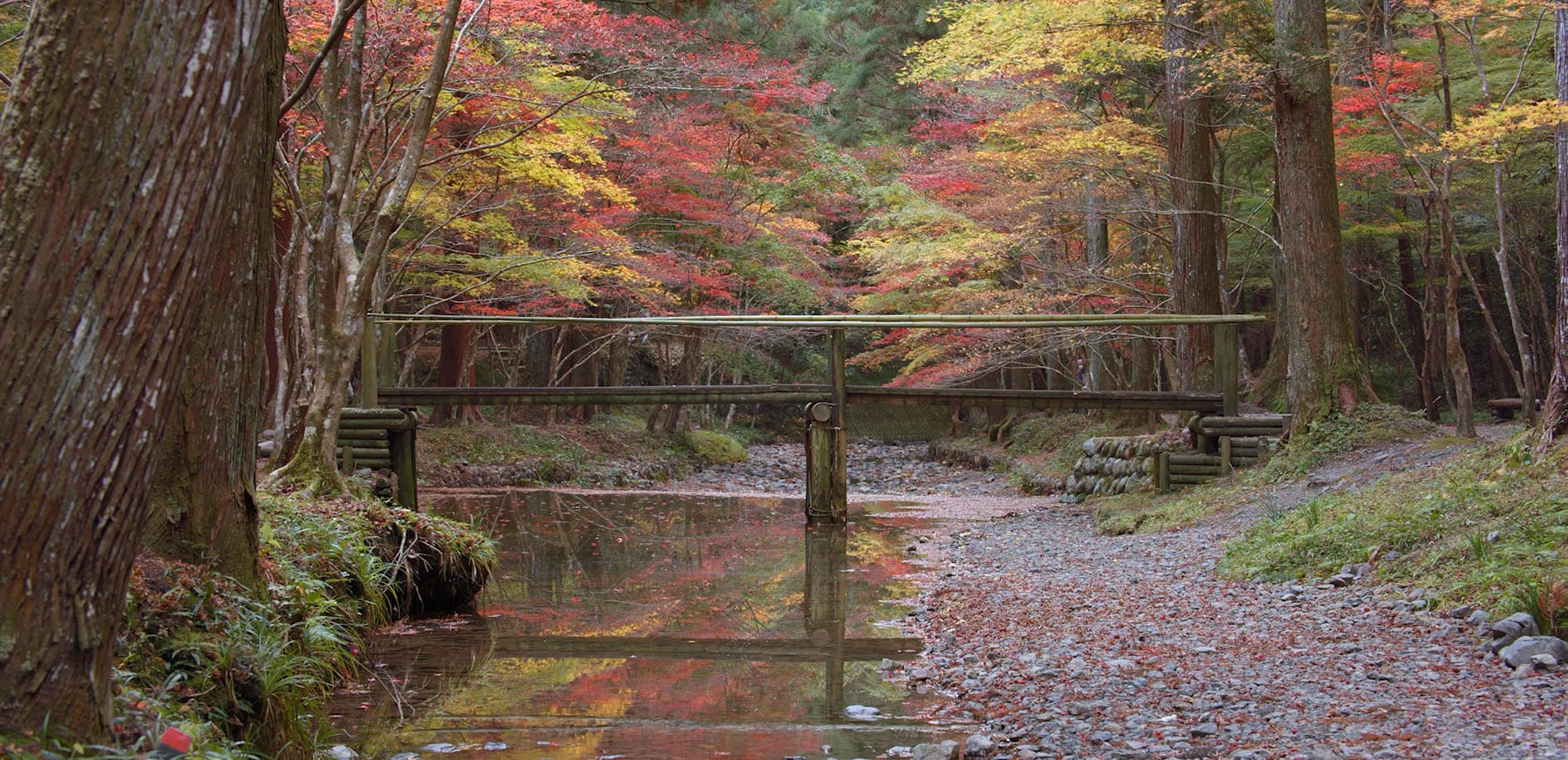 静岡 紅葉の水辺_8K