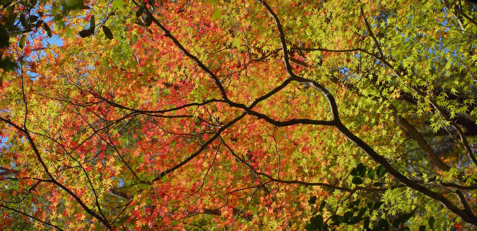 愛知 渓谷の秋_8K