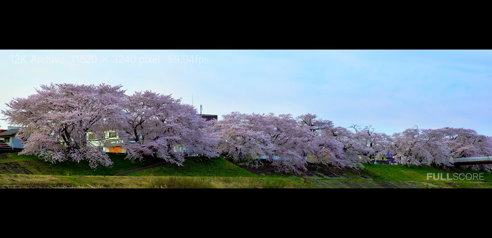 宮城・白石川堤一目千本桜_12K WIDE 32:9
