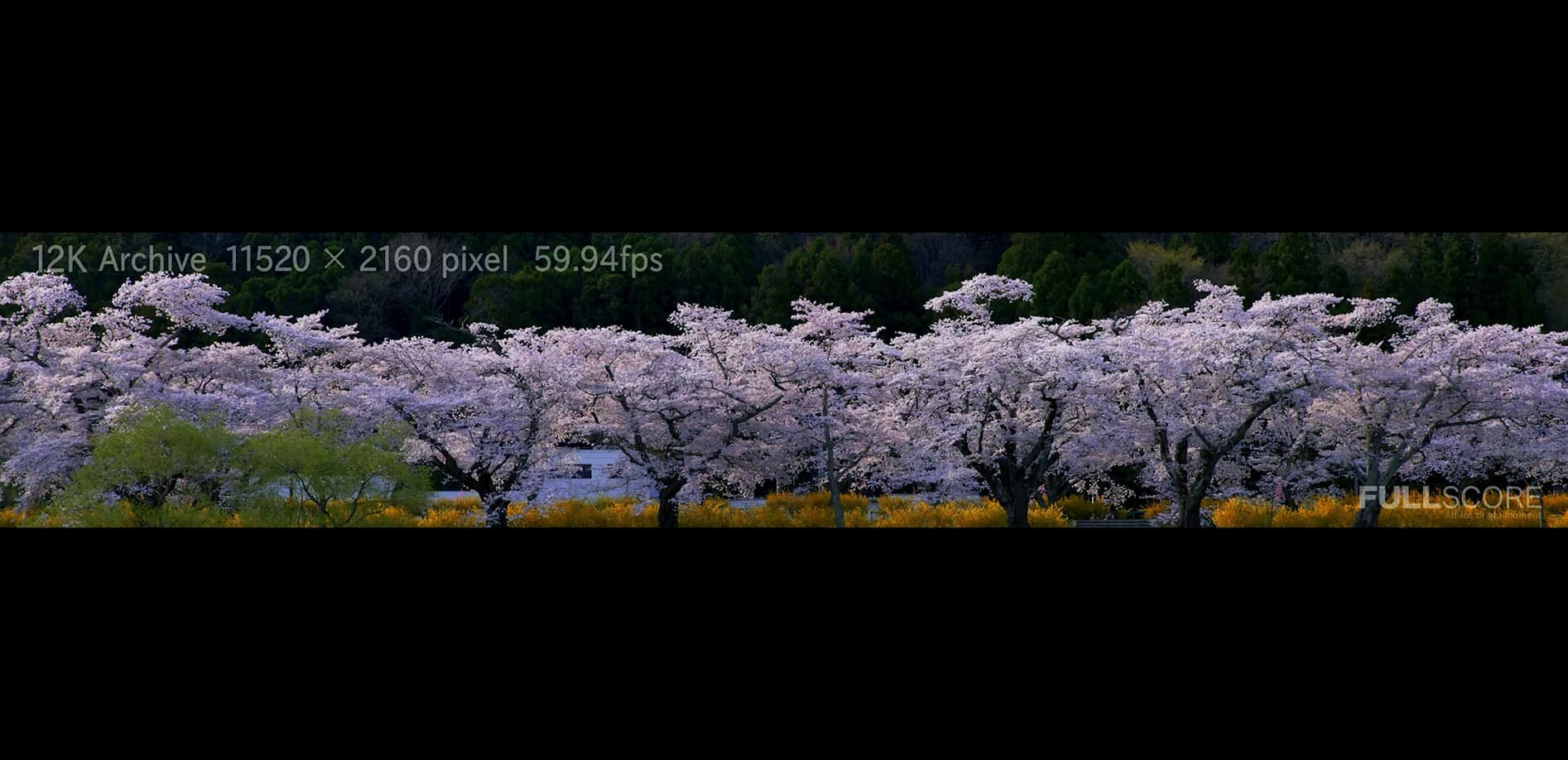 宮城・白石川堤一目千本桜_12K WIDE 48:9