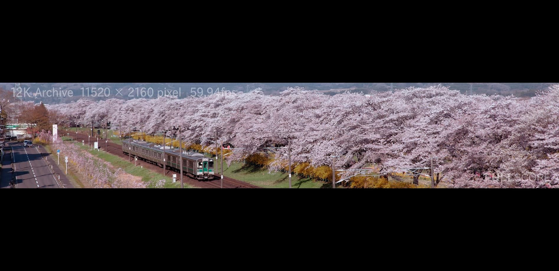 白石川堤一目千本桜_Vol.2 12K WIDE 48:9
