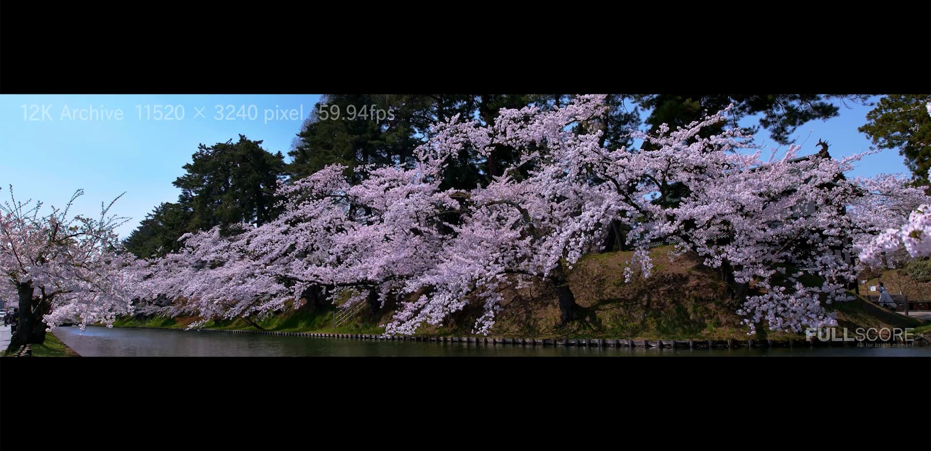 弘前公園 令和の桜_12K WIDE 32:9
