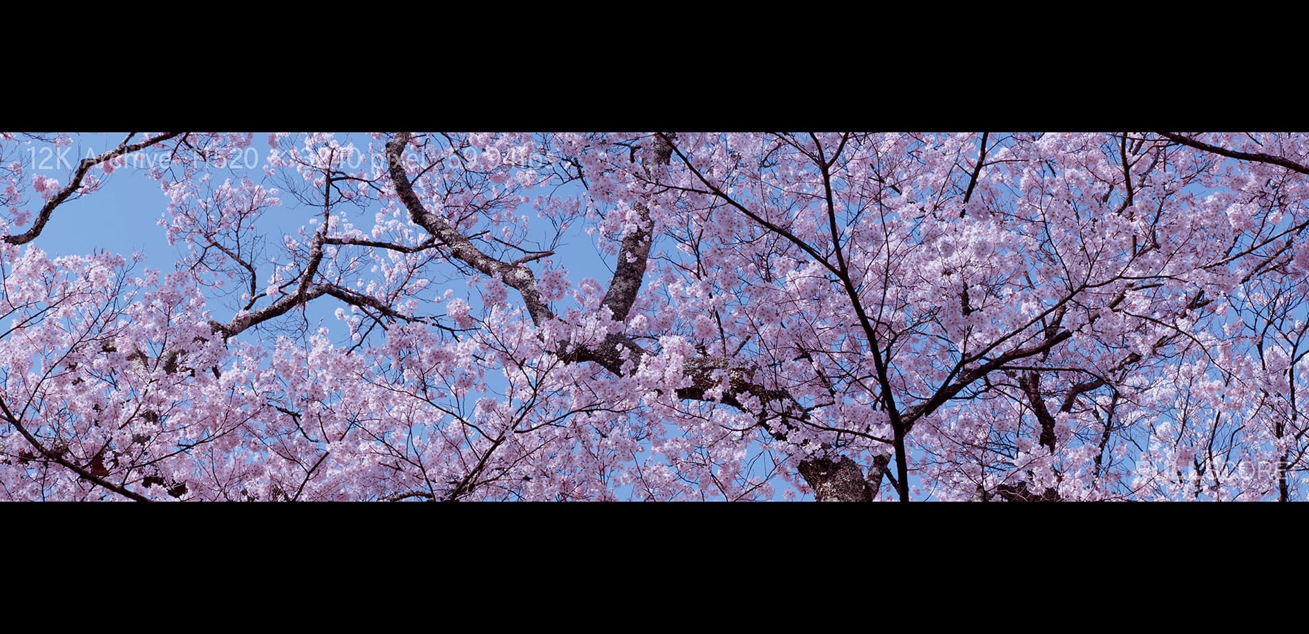 日本桜名所 長野・山梨 12K WIDE 32:9