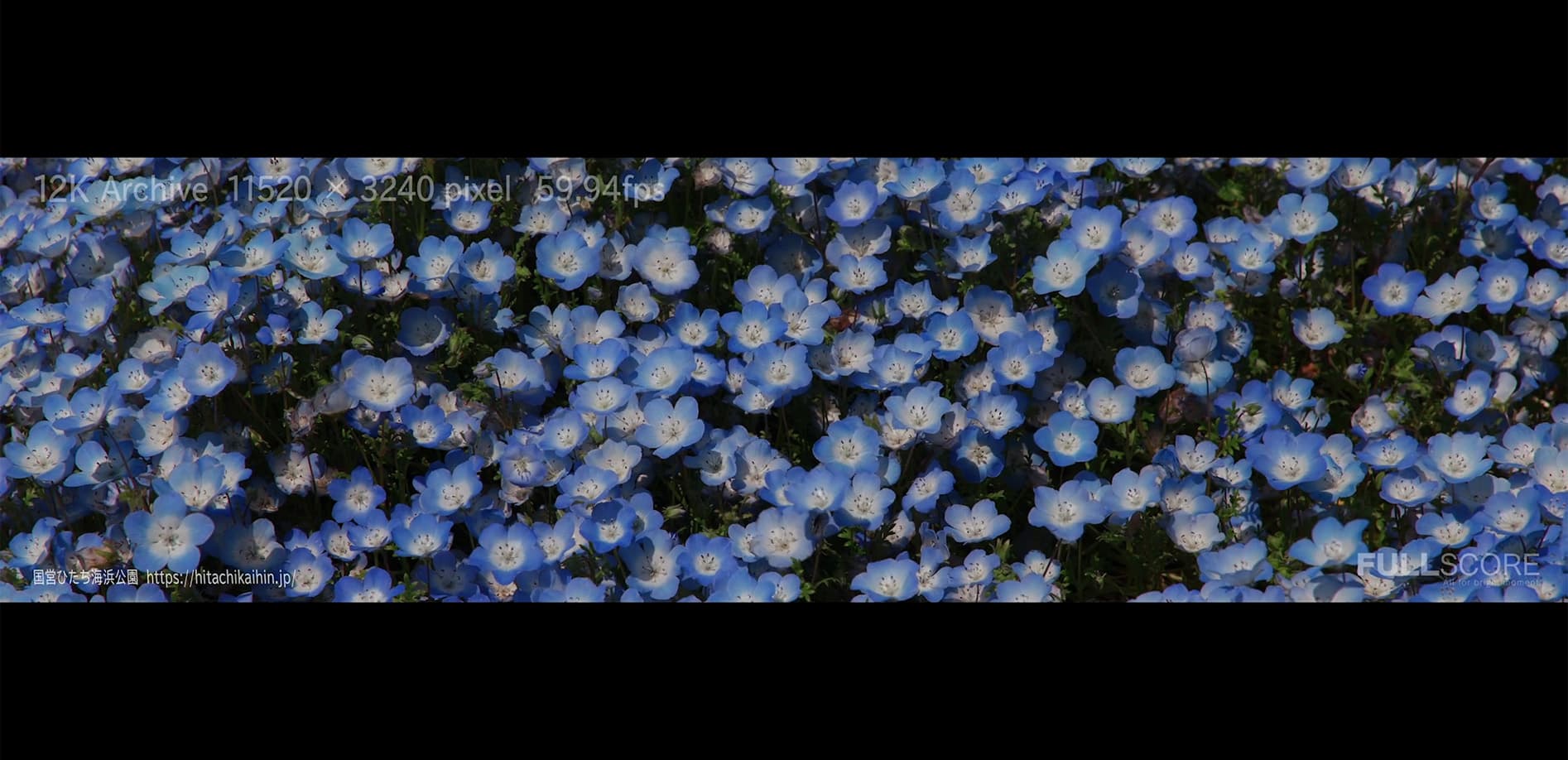 ネモフィラの丘 12K WIDE 32:9