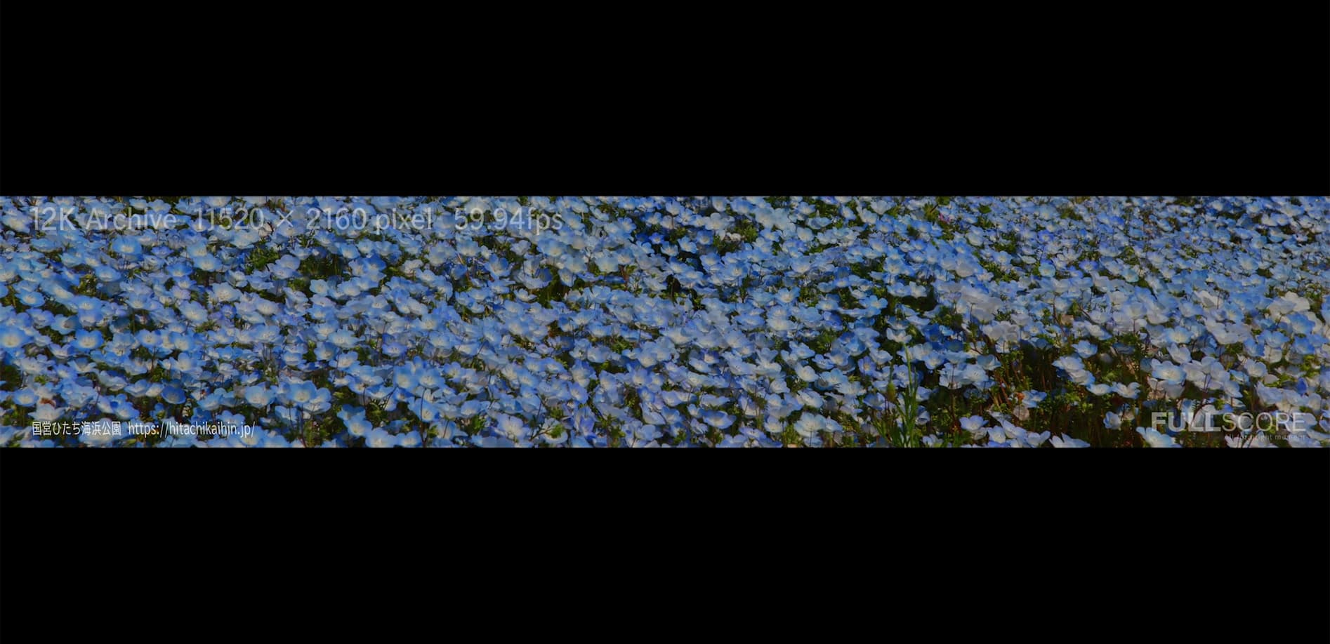 茨城・ネモフィラの丘_12K WIDE 48:9