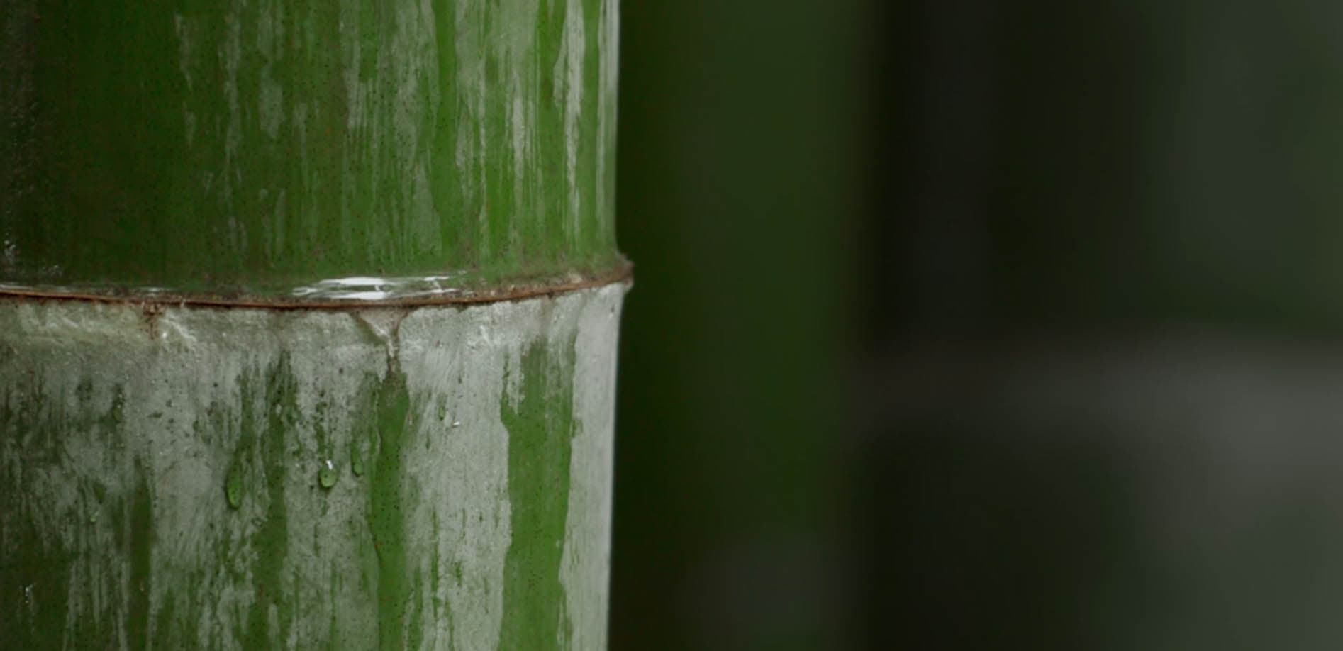 雨の竹林_12K WIDE 32:9