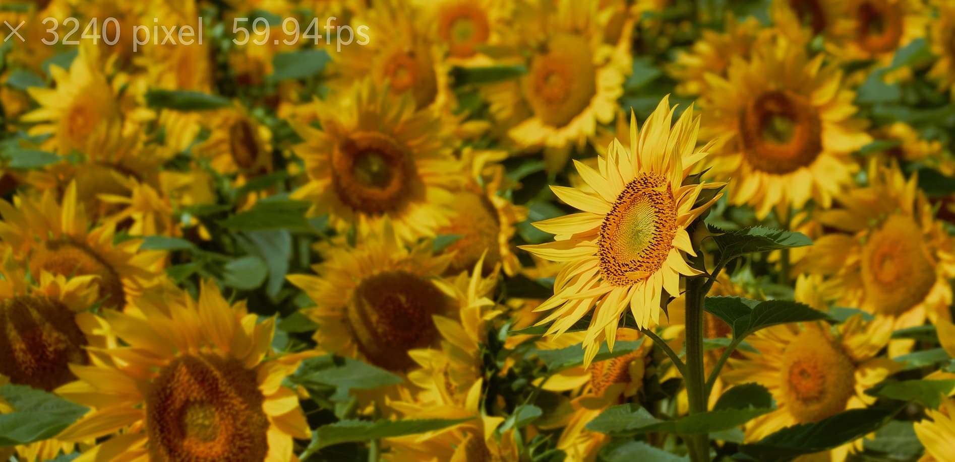北海道 ひまわりの大地_12K WIDE 32:9