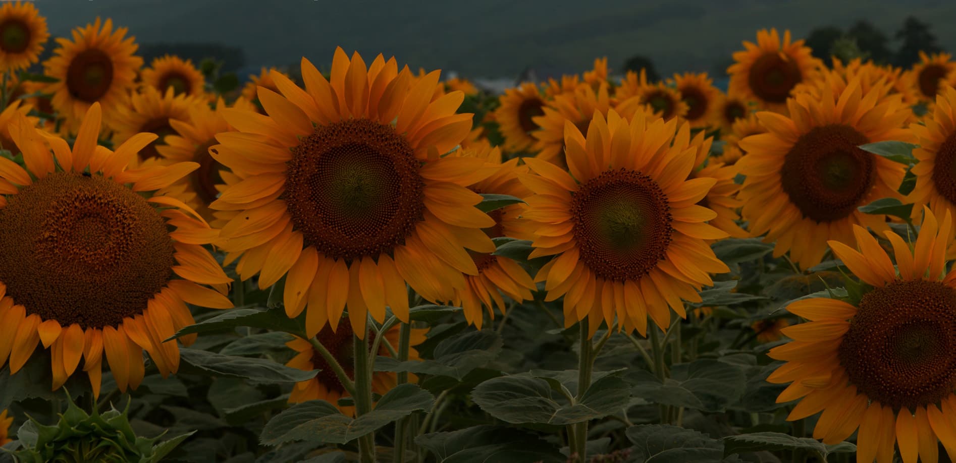 北海道 ひまわりの大地_12K WIDE 48:9