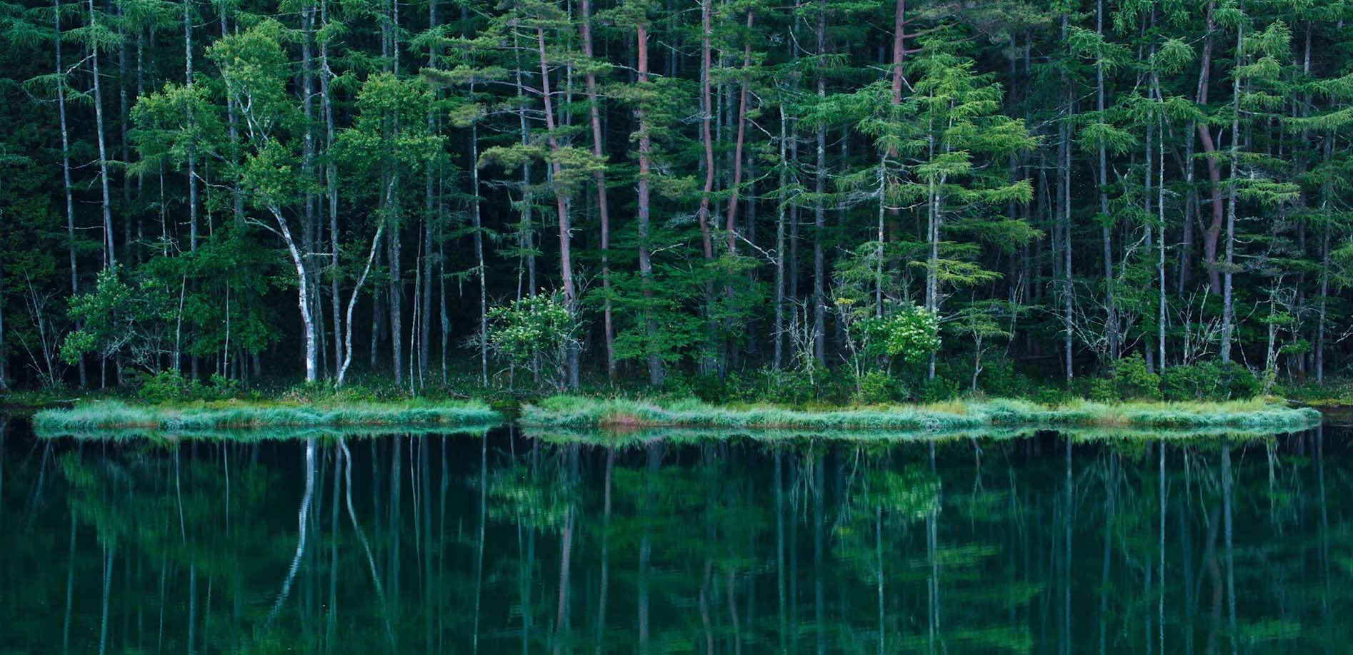 御射鹿池の緑景 早朝