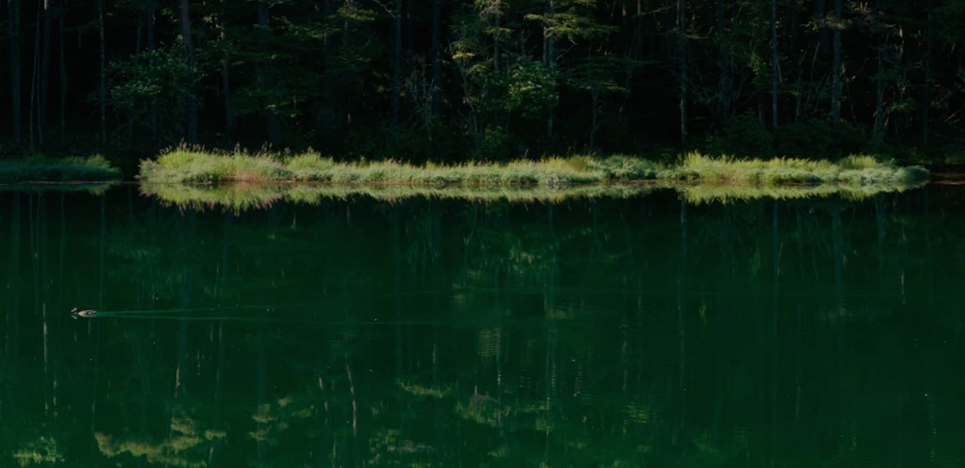 御射鹿池の緑景 朝12K_:48:9