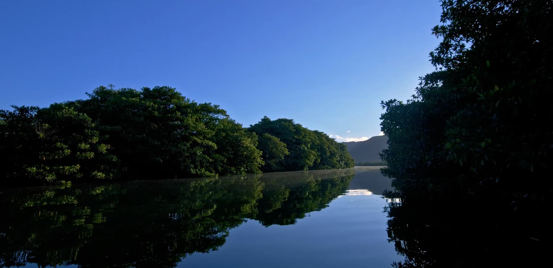 西表島 マングローブの森_12K