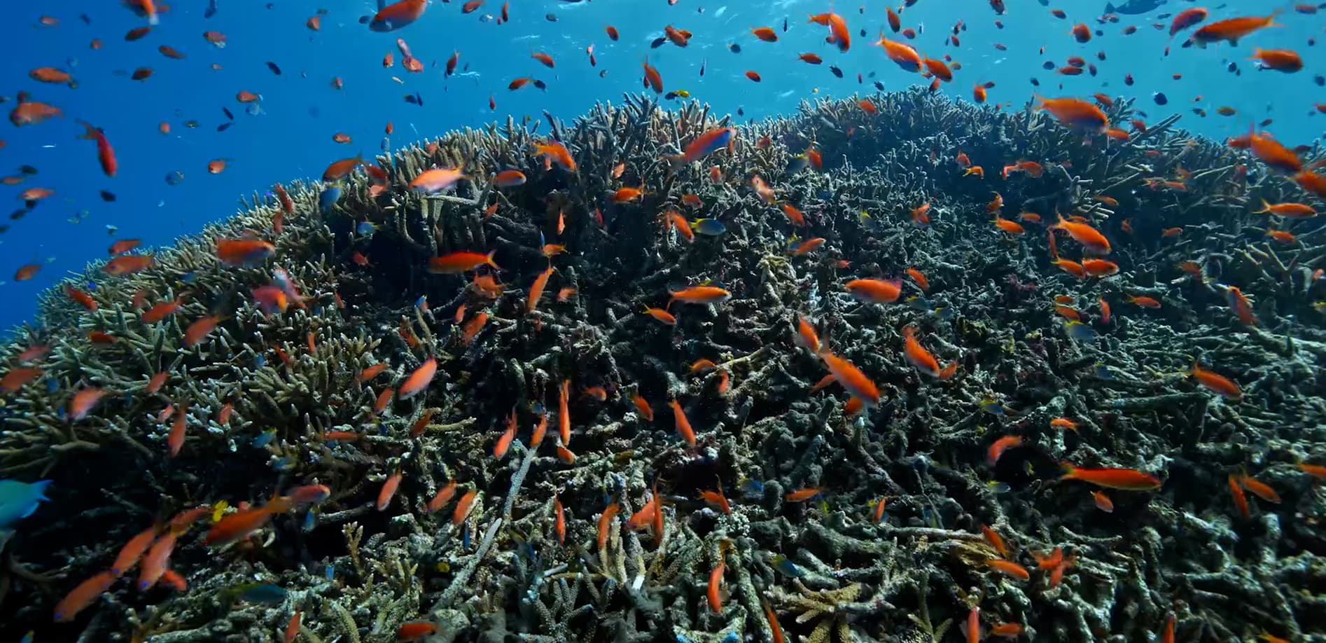 沖縄 バラス島 北側の海_8K