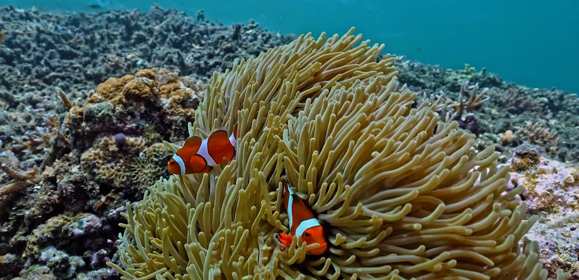 西表島の海 クロミスヘブン_8K