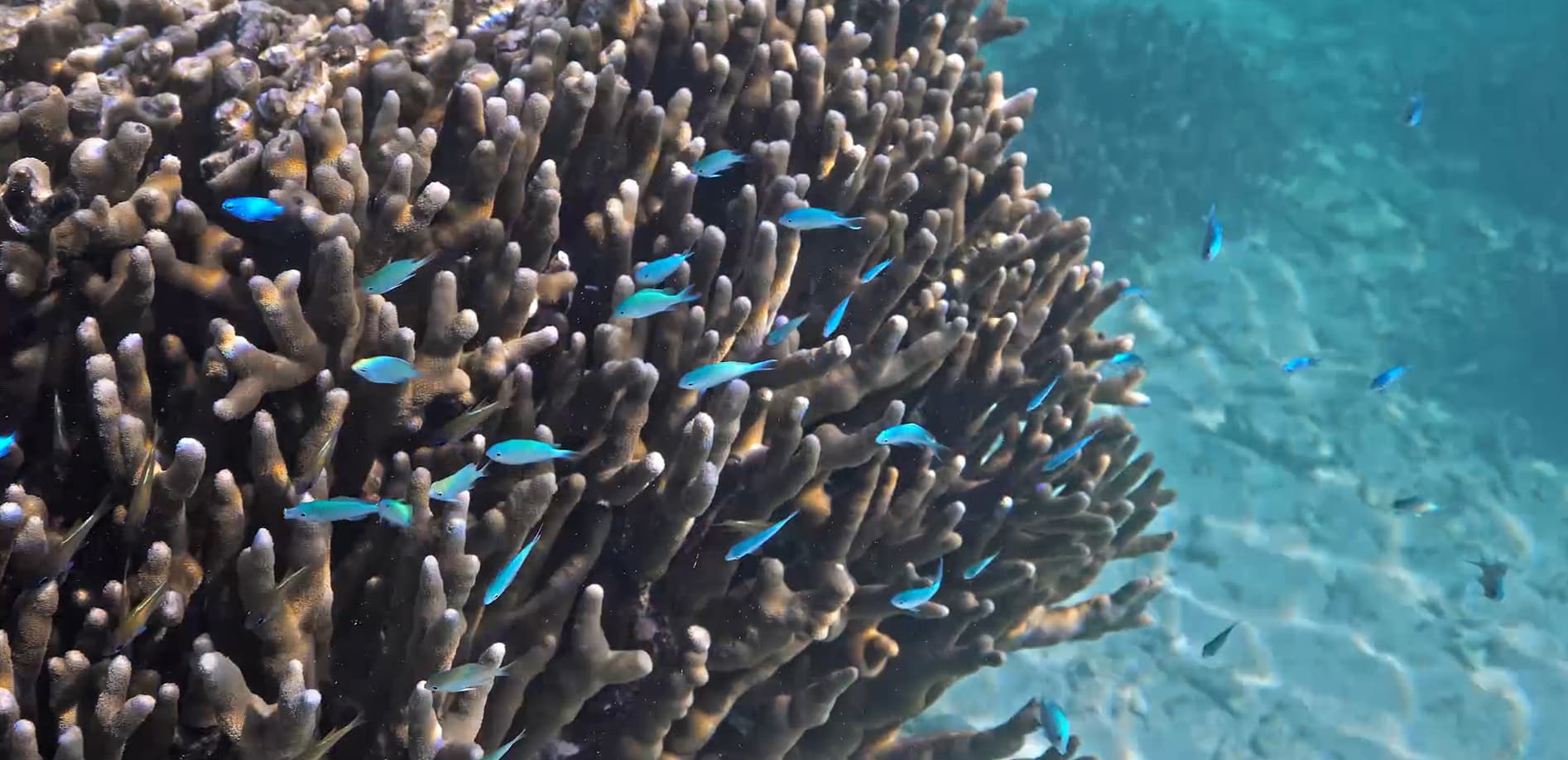 石垣島 川平タバガー_8K
