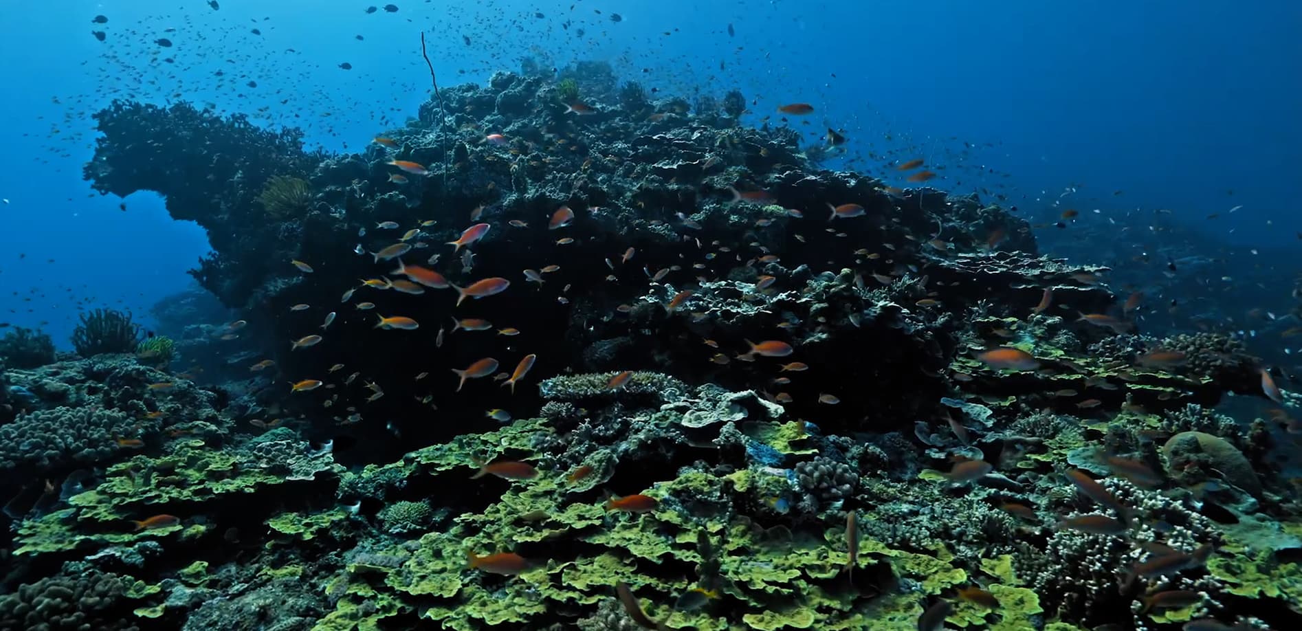 沖縄の海に潜る Vol.1 8K