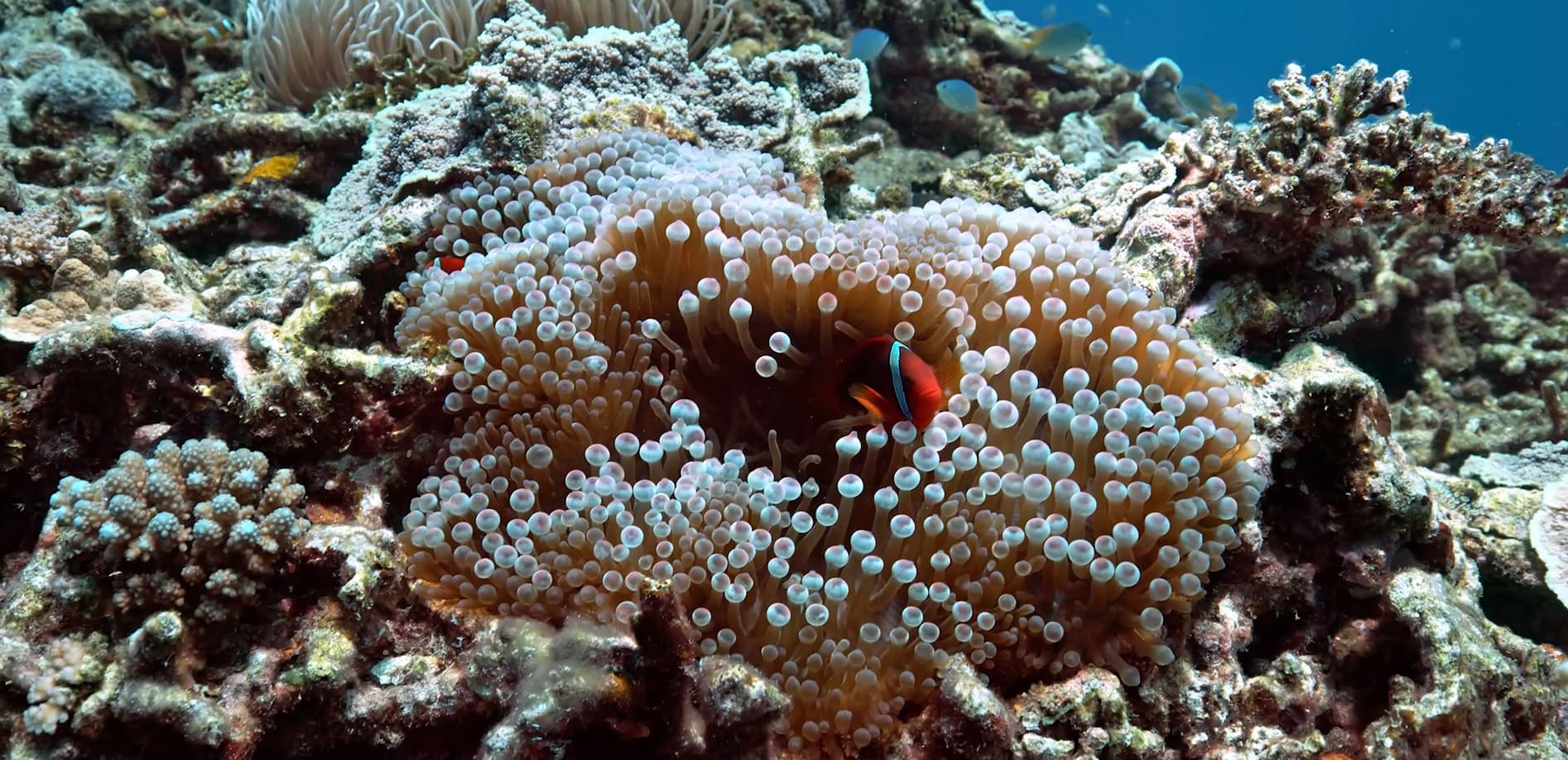 沖縄の海に潜る Vol.2 海底へ 8K