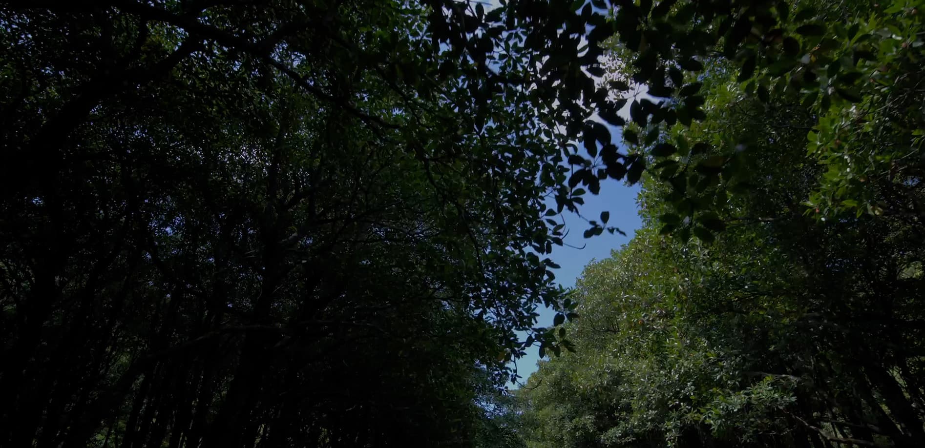 浦内川 マングローブ林 Vol.1_12K