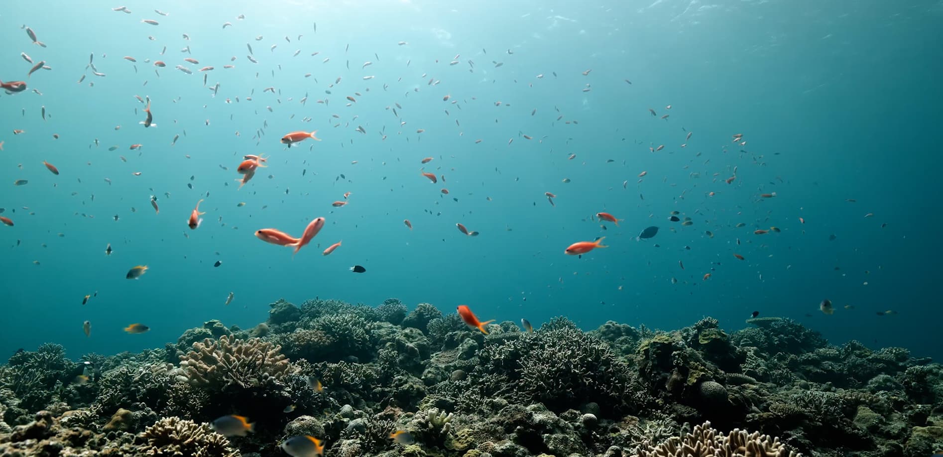 沖縄の海に潜る Vol.3 8K
