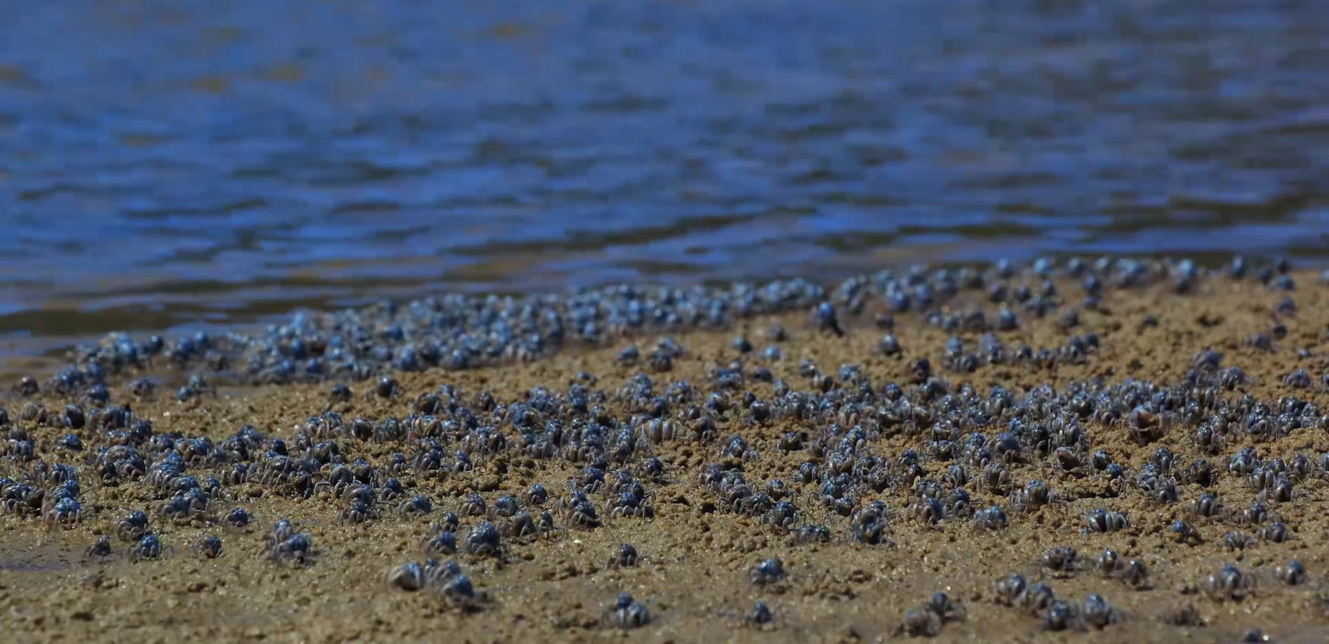 ミナミコメツキガニの行進_12K