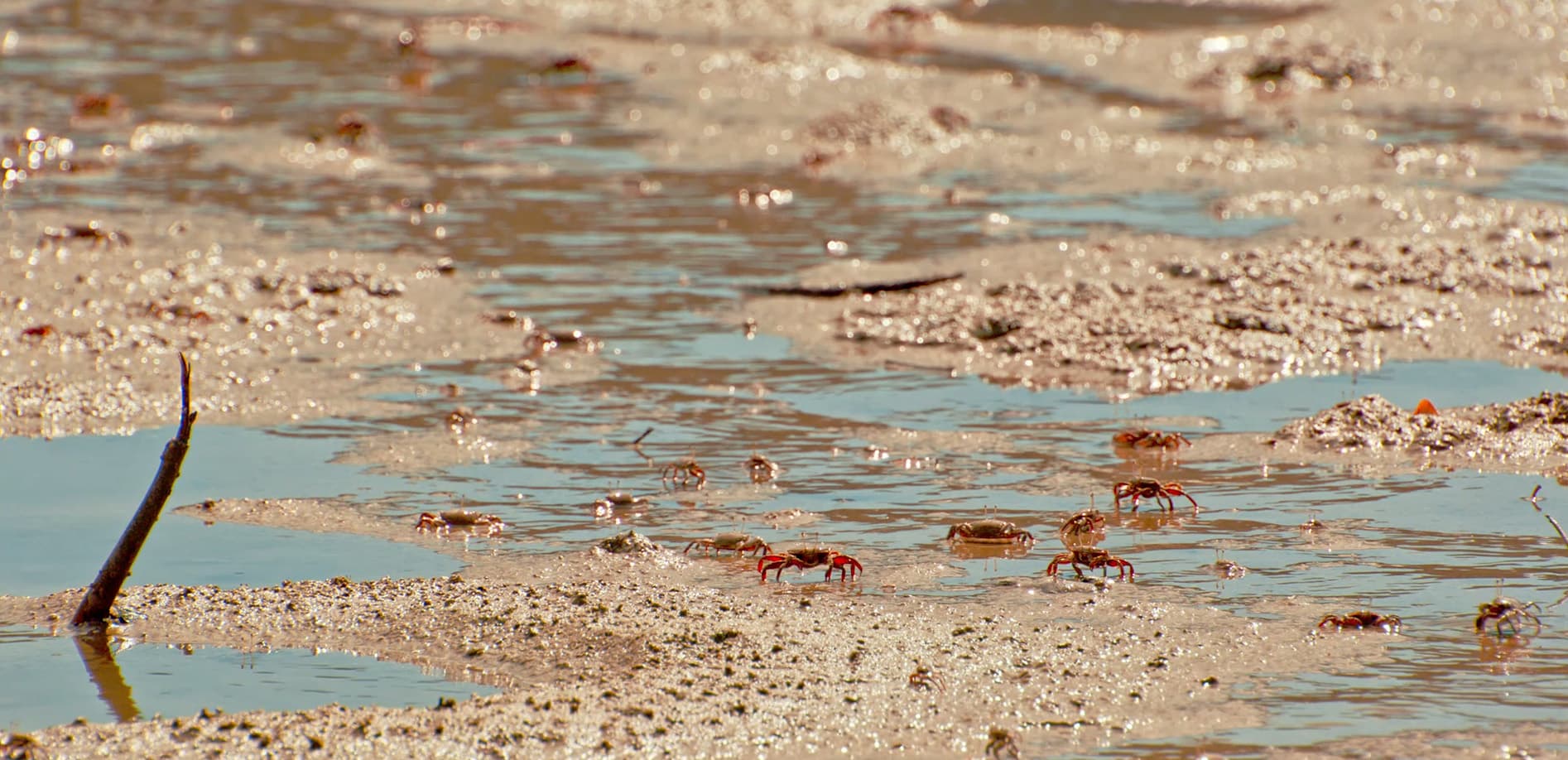 コメツキガニの隠れ家_12K